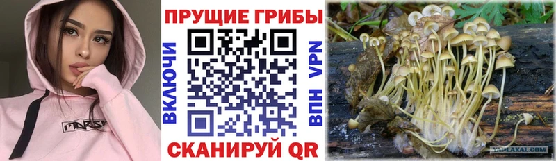 сколько стоит  Темников  Галлюциногенные грибы Psilocybe 
